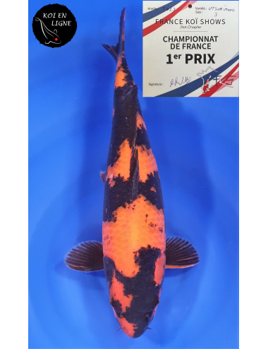 Hi Utsuri 1er Prix FKS 06/2023