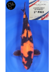 Hi Utsuri 1er Prix FKS 06/2023