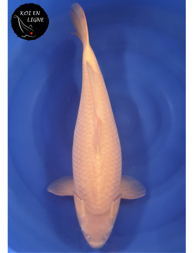 Karashigoi 1er Prix FKS 06/2023