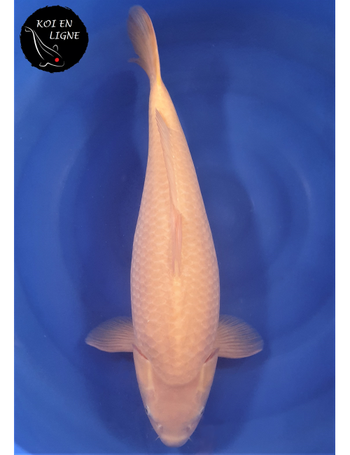 Karashigoi 1er Prix FKS 06/2023