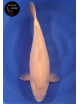 Karashigoi 1er Prix FKS 06/2023