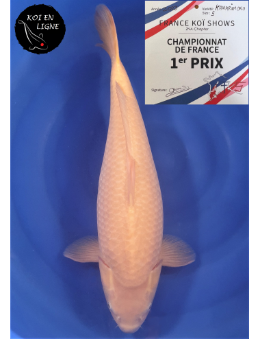 Karashigoi 1er Prix FKS 06/2023