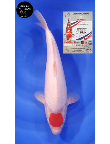 Tancho Kohaku 1er Prix FKS 09/2023 Size 3
