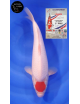 Tancho Kohaku 1er Prix FKS 09/2023 Size 3