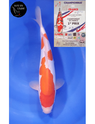 Doitsu Kohaku 1er Prix FKS 09/2023 Size 2