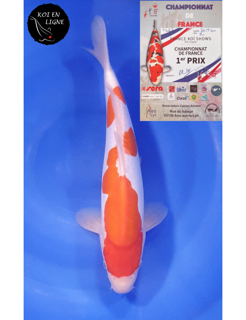 Doitsu Kohaku 1er Prix FKS 09/2023 Size 2
