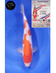 Doitsu Kohaku 1er Prix FKS 09/2023 Size 2