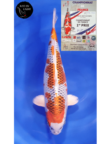 Kujaku 1er Prix FKS 09/2023 Size 3 