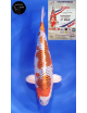 Kujaku 1er Prix FKS 09/2023 Size 3 