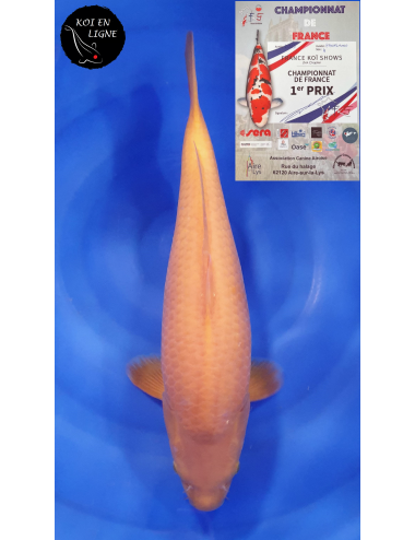 Karashigoi 1er Prix FKS 09/2023 Size 4