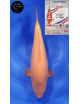 Karashigoi 1er Prix FKS 09/2023 Size 4
