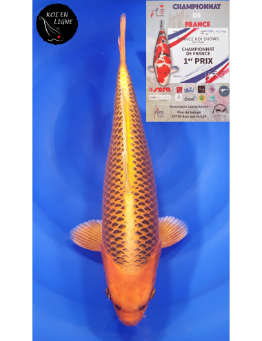 Kin Matsuba 1er Prix FKS 09/2023 Size 4