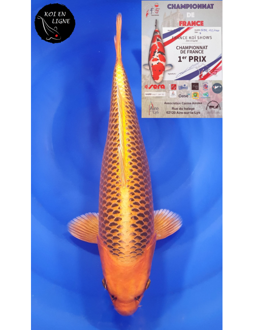 Kin Matsuba 1er Prix FKS 09/2023 Size 4