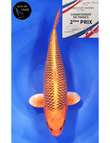 Kin Matsuba 2ème Prix FKS 09/2023 Size 4