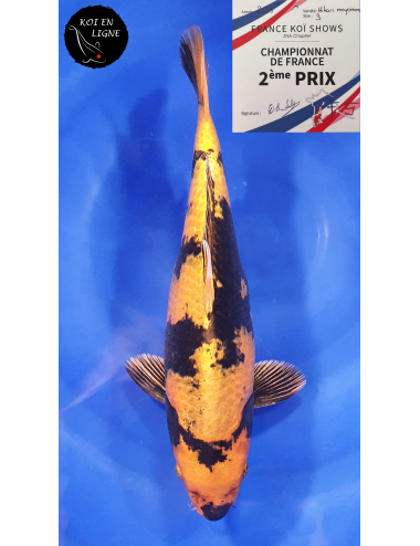 Kin Ki Utsuri 2ème Prix FKS 09/2023 Size 3
