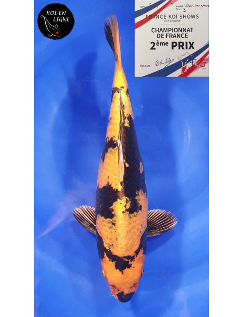 Kin Ki Utsuri 2ème Prix FKS 09/2023 Size 3