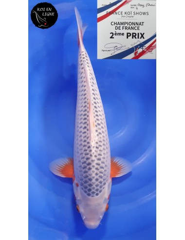 Asagi 2ème Prix FKS 09/2023 Size 4