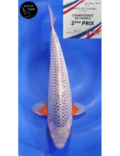Asagi 2ème Prix FKS 09/2023 Size 4
