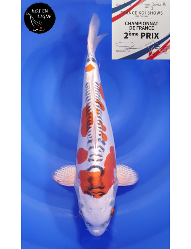Doitsu Kujaku 2ème Prix FKS 09/2023 Size 3