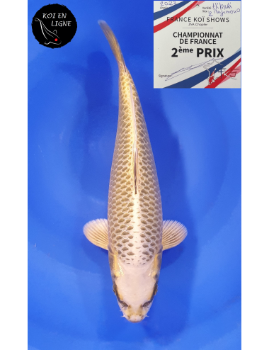 Botan 2ème Prix FKS 09/2023 Size 2