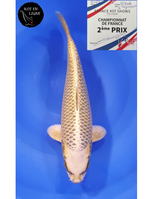 Botan 2ème Prix FKS 09/2023 Size 2