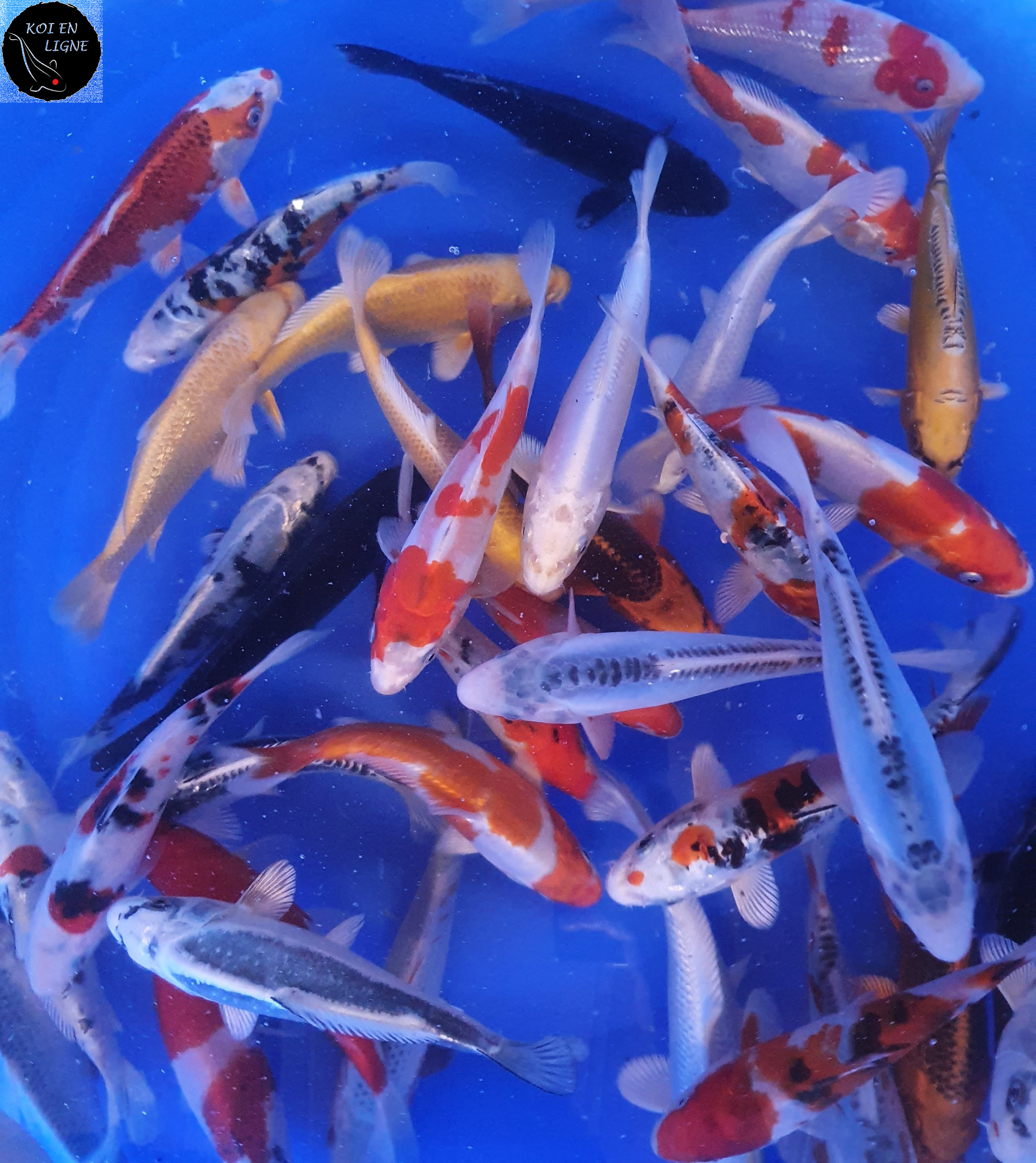 Mix Tosai 16-19cm