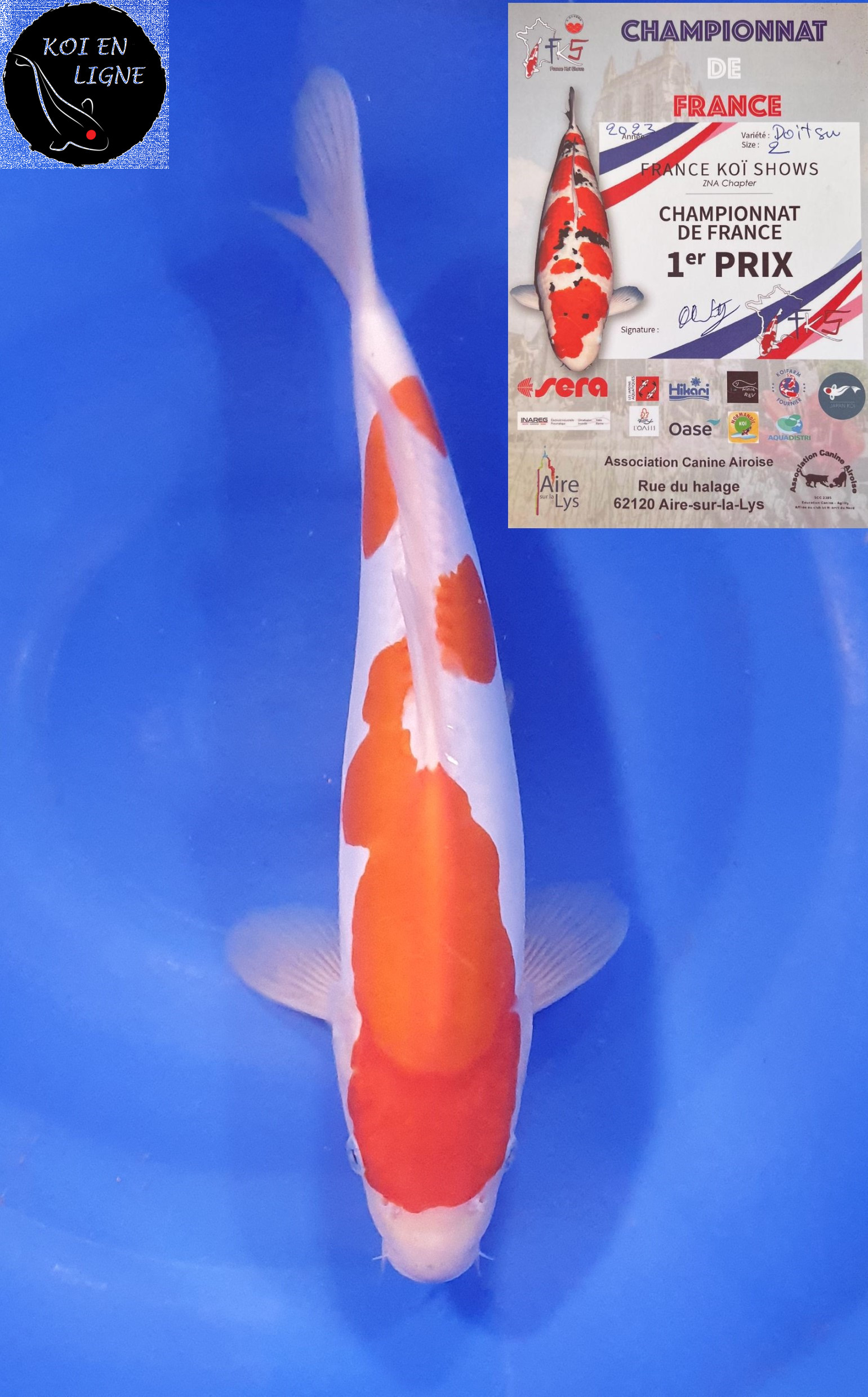 Doitsu Kohaku 1er Prix FKS 09/2023 Size 2