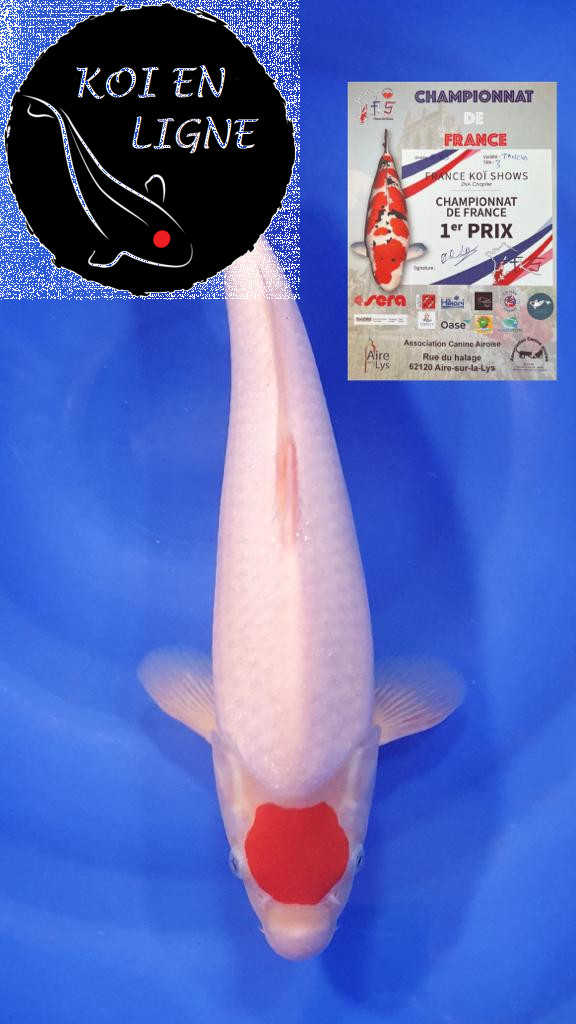 Tancho Kohaku 1er Prix FKS 09/2023 Size 3