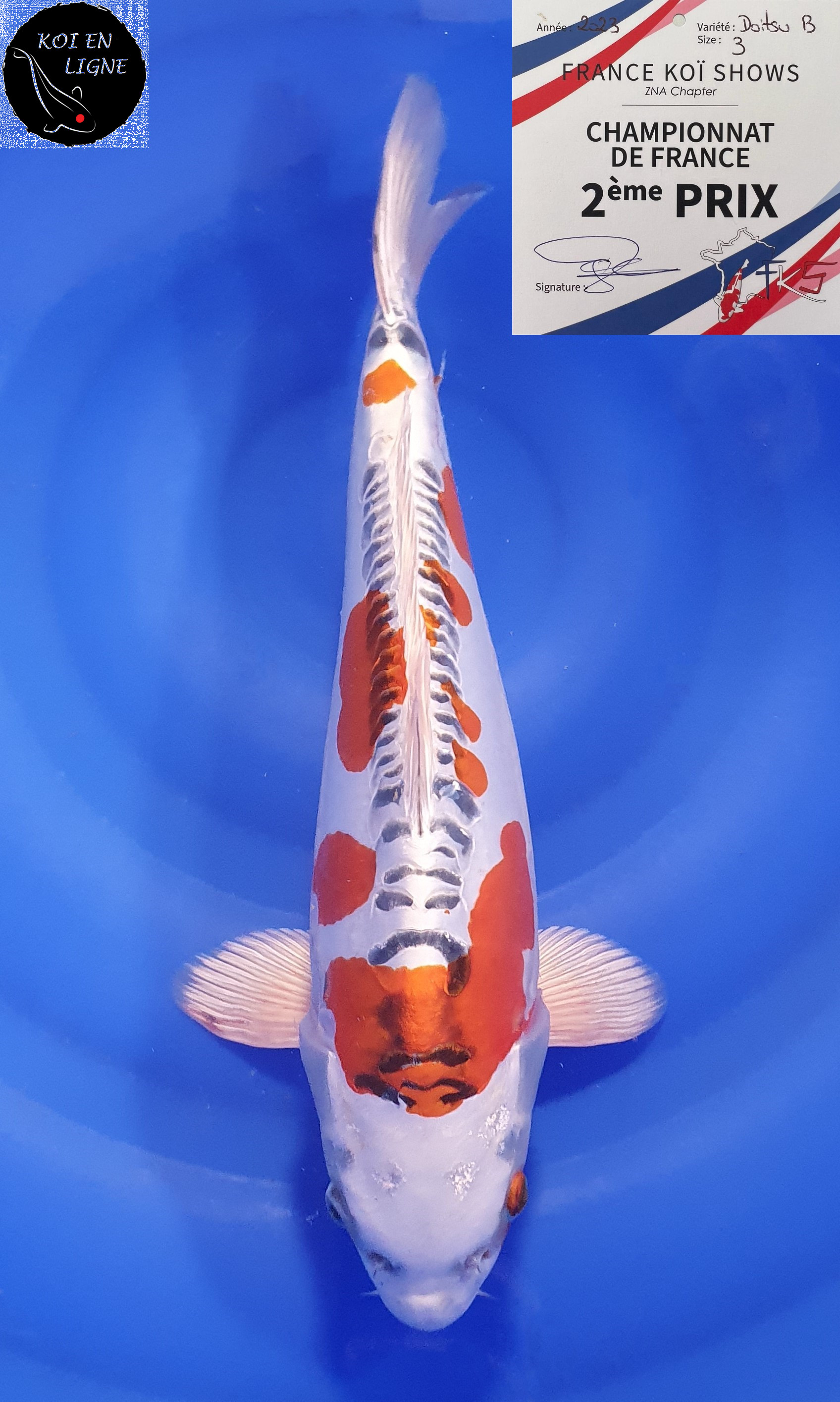 Doitsu Kujaku 2ème Prix FKS 09/2023 Size 3