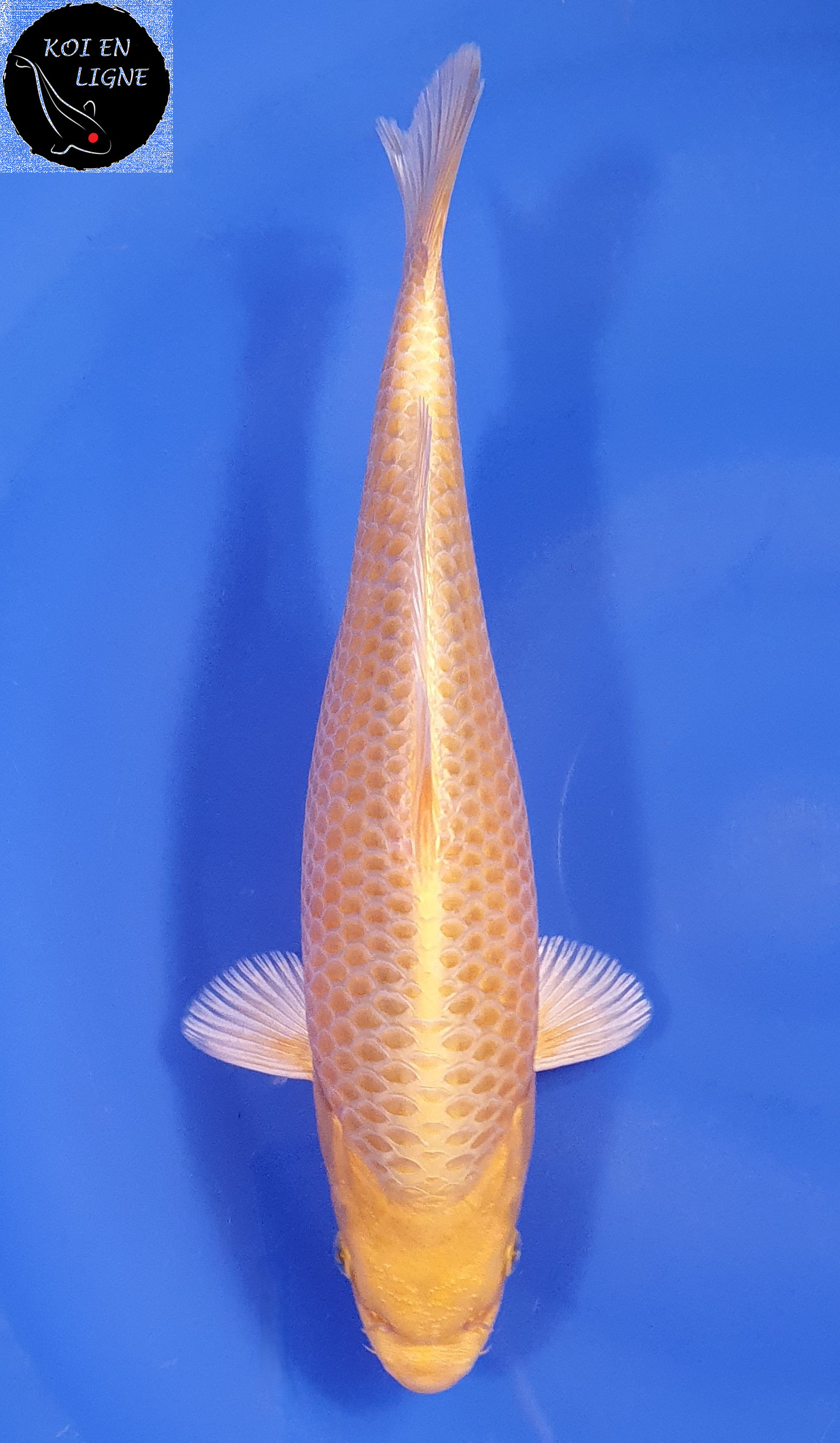 Yamabuki