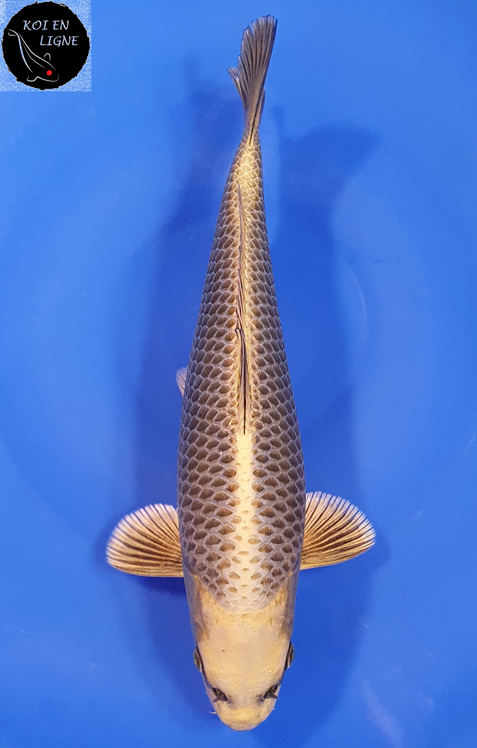 Botan Lignée Dainichi