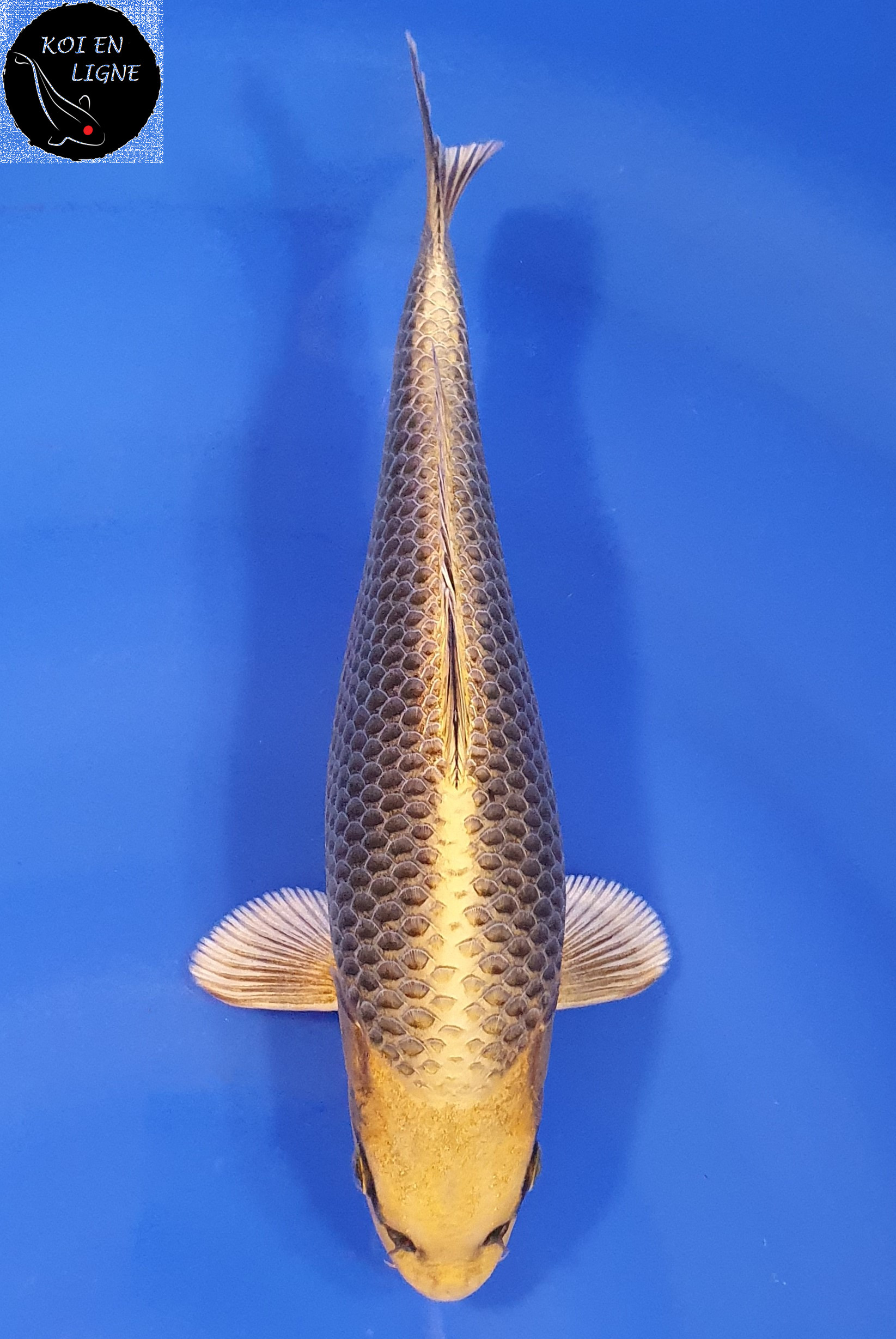 Botan Lignée Dainichi