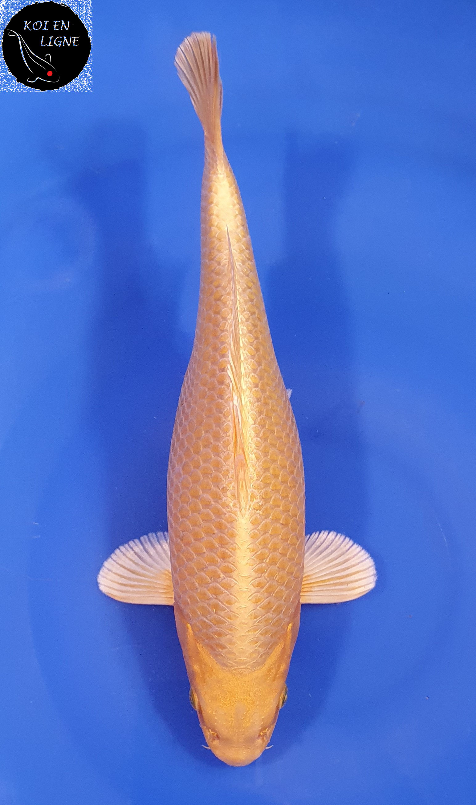 Yamabuki