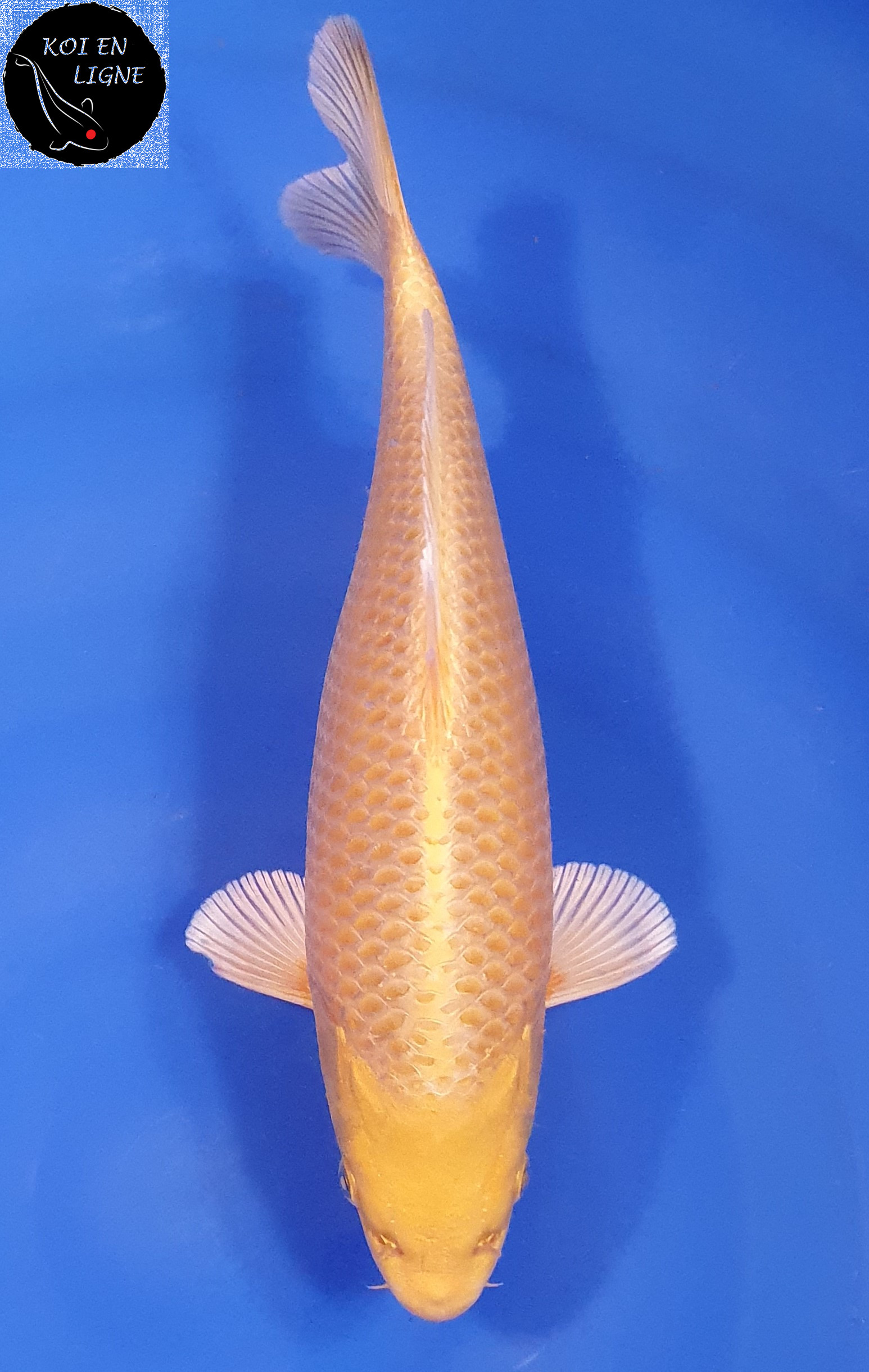 Yamabuki