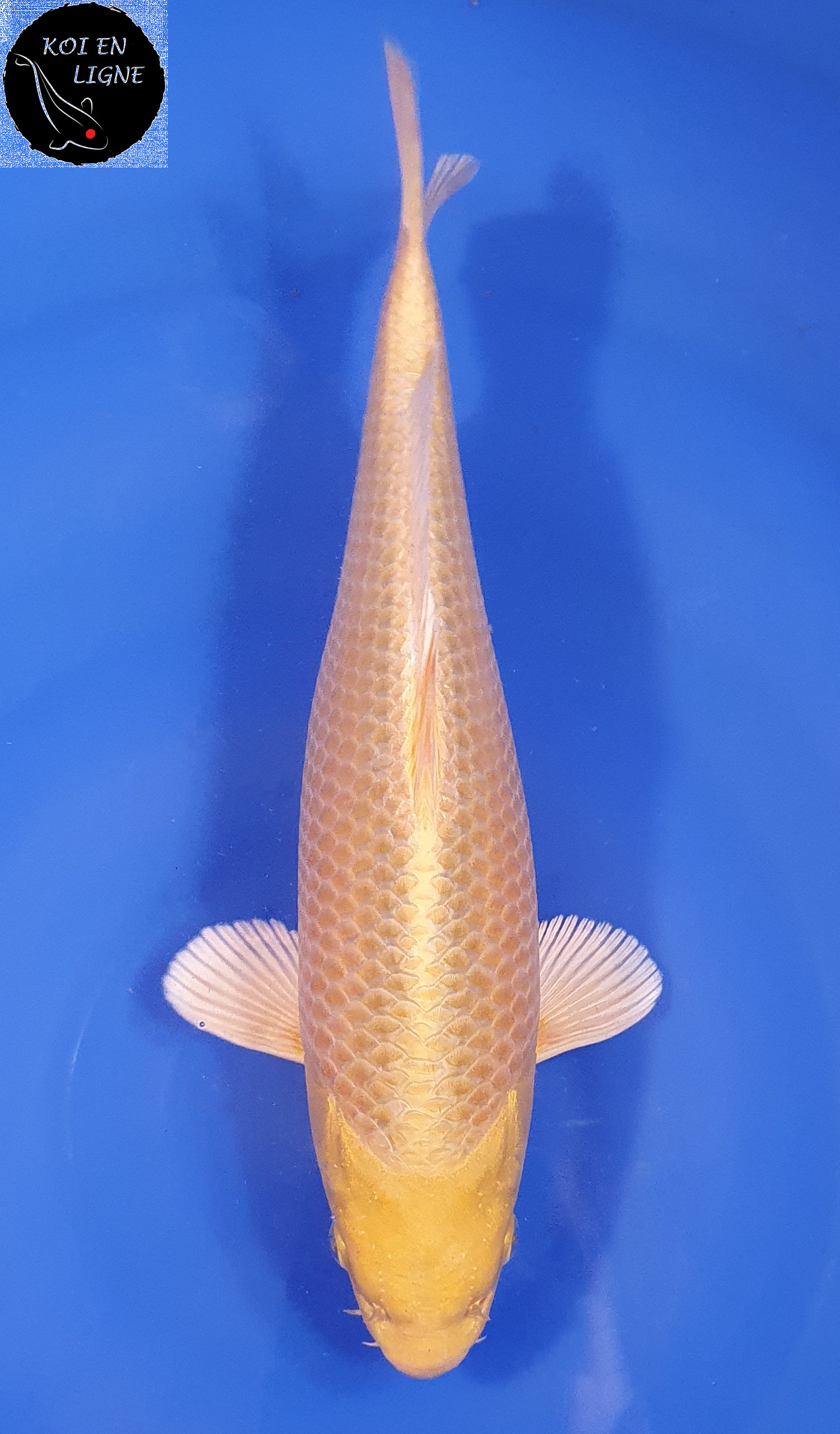 Yamabuki