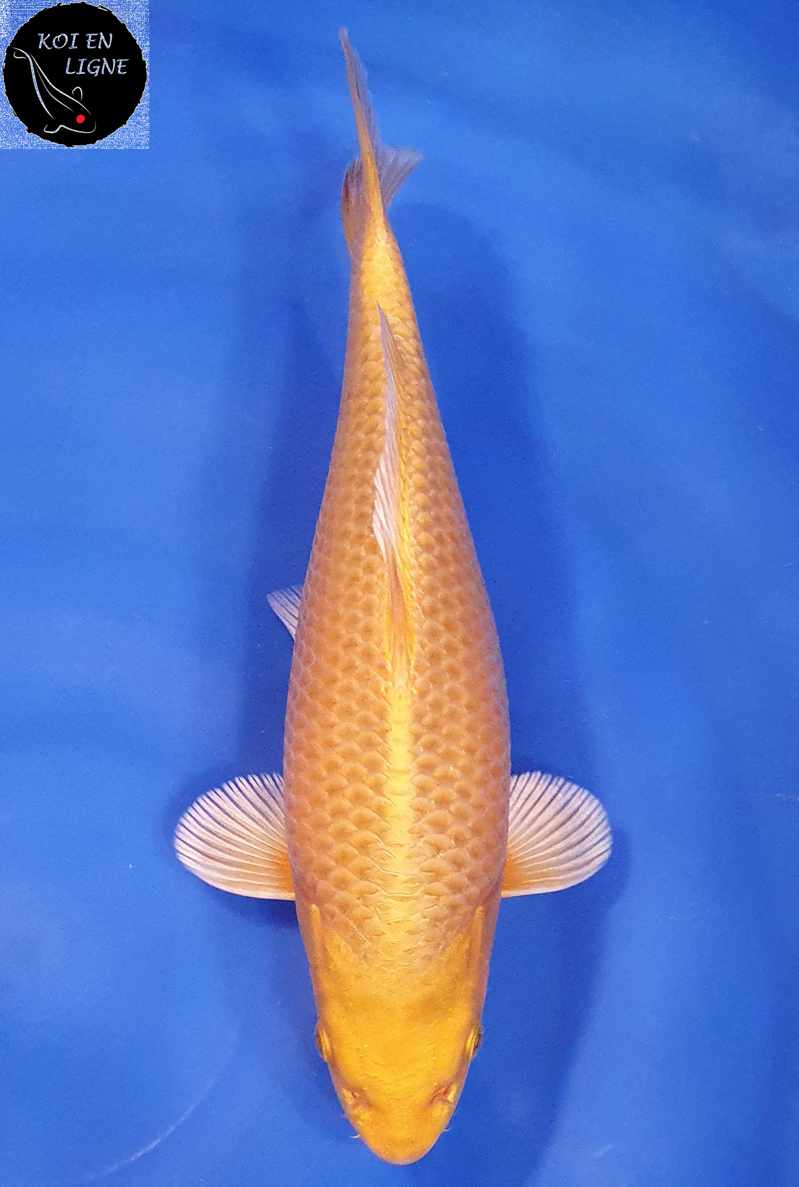 Yamabuki