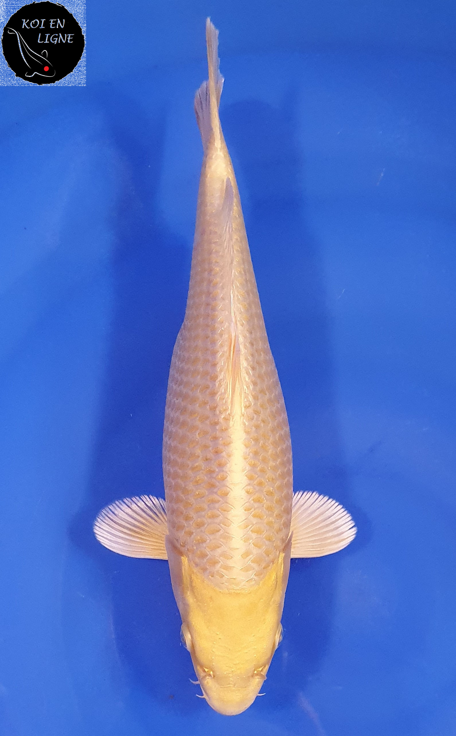 Yamabuki