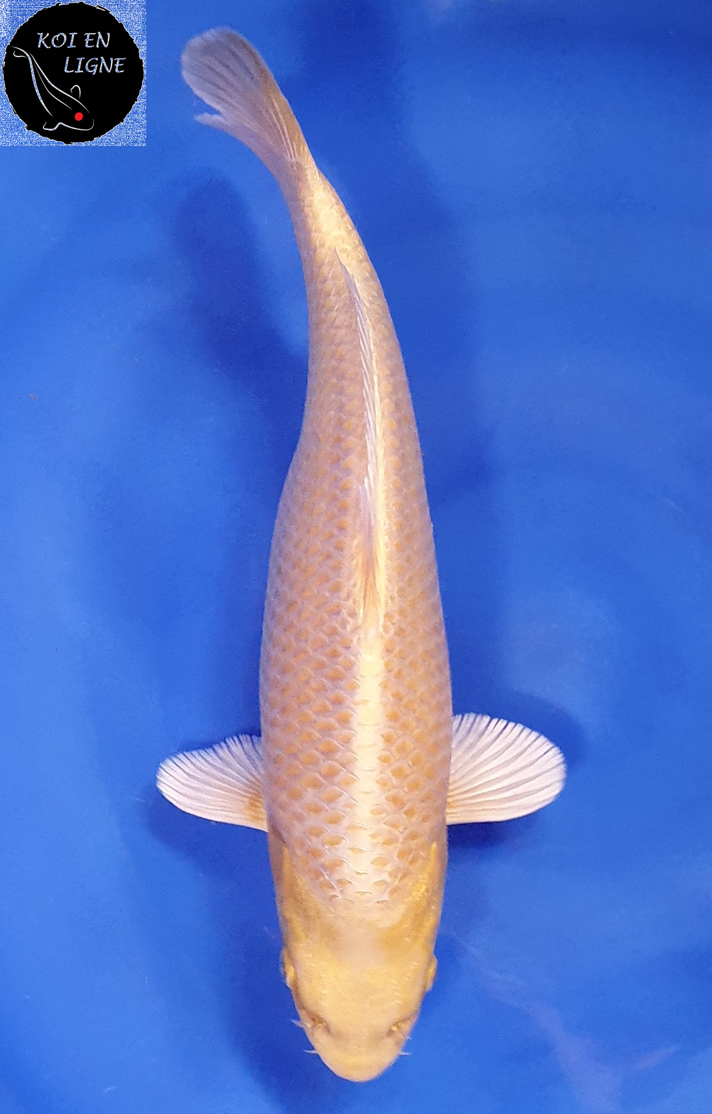 Yamabuki