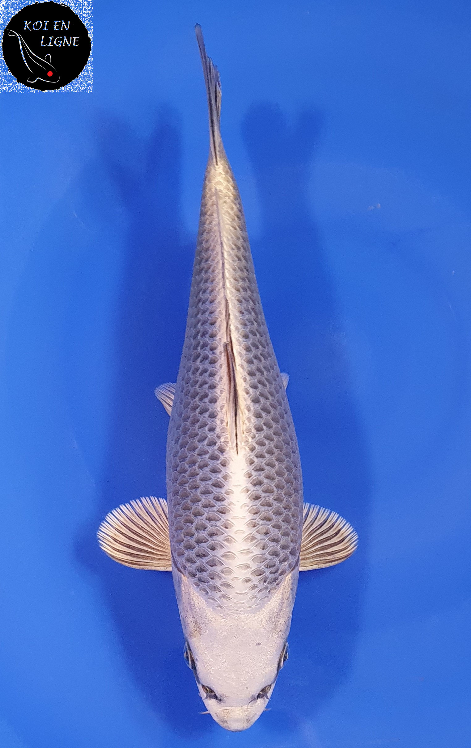 Botan Lignée Dainichi