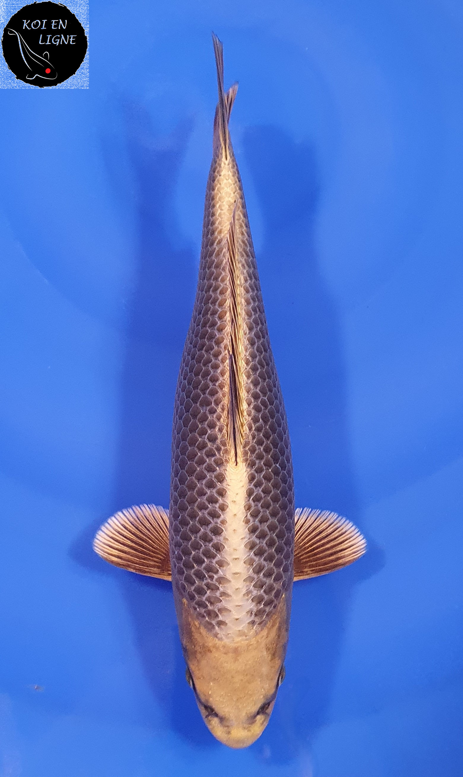 Botan Lignée Dainichi