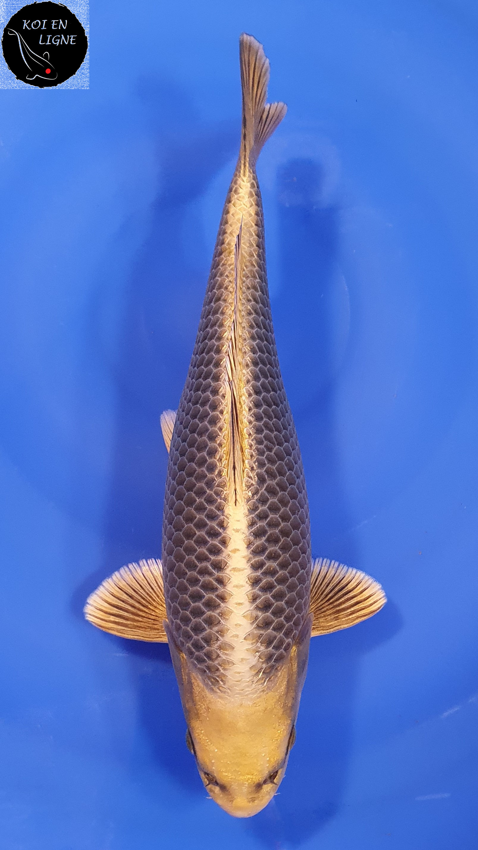 Botan Lignée Dainichi