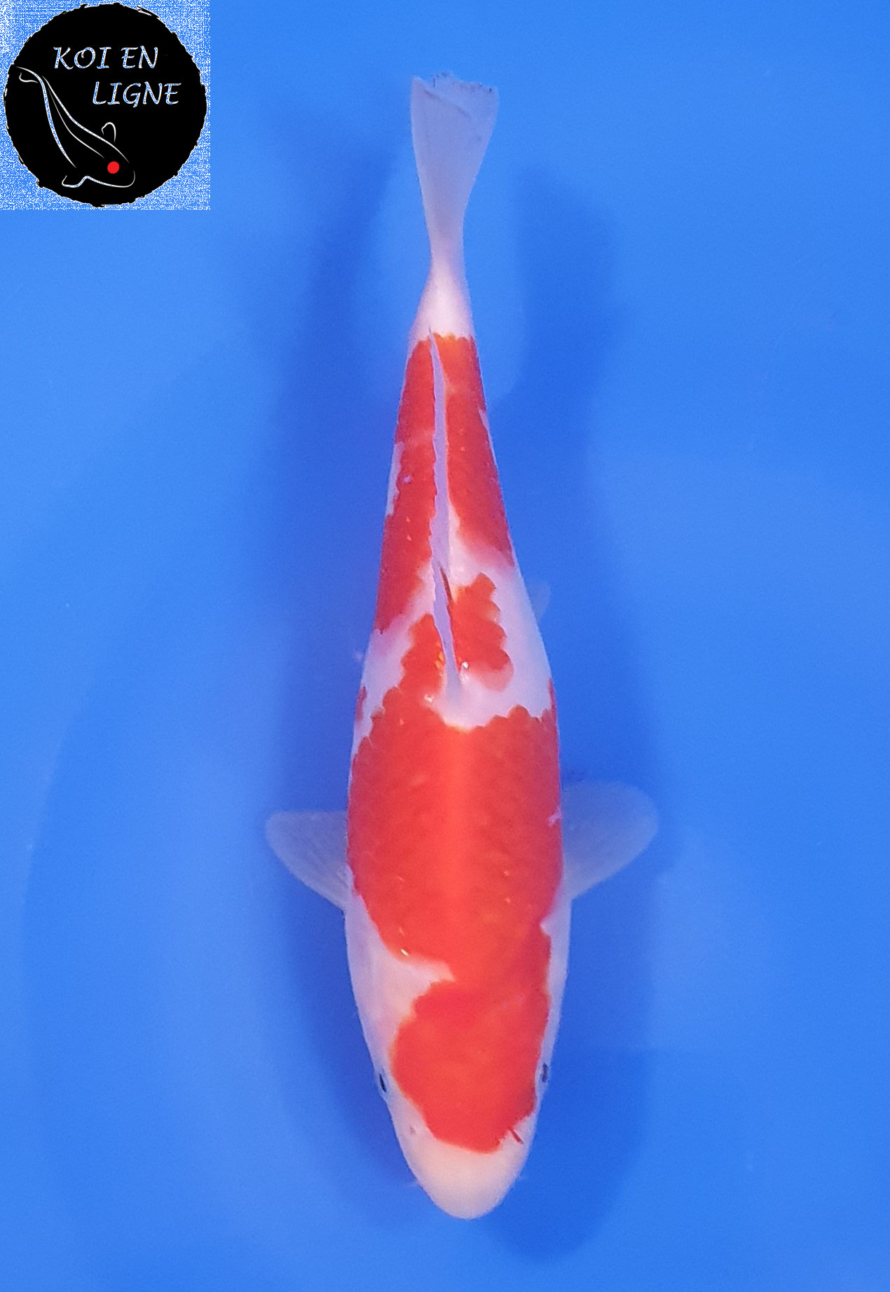 Kohaku