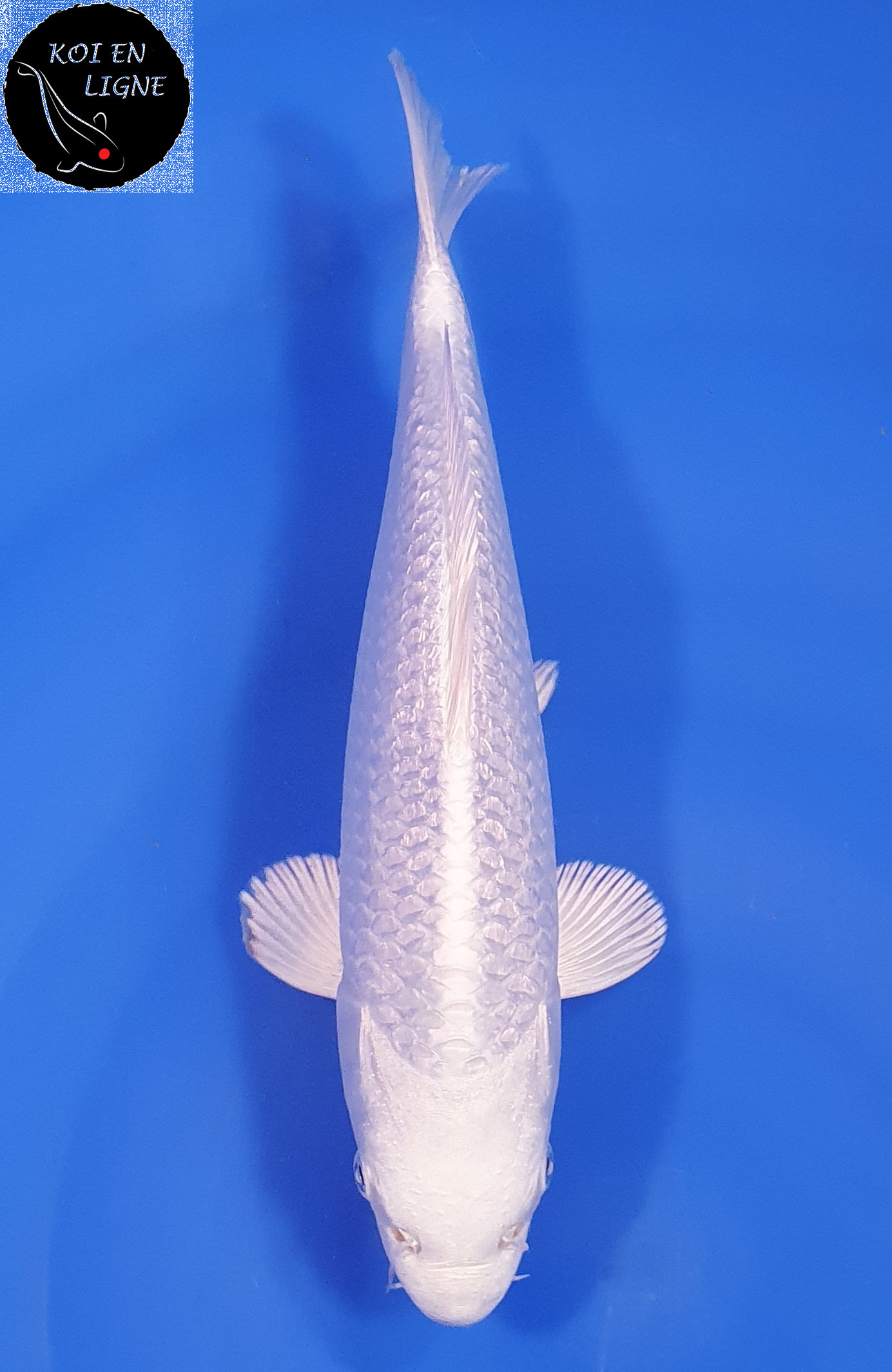 Ginrin Purachina Lignée Chogoro
