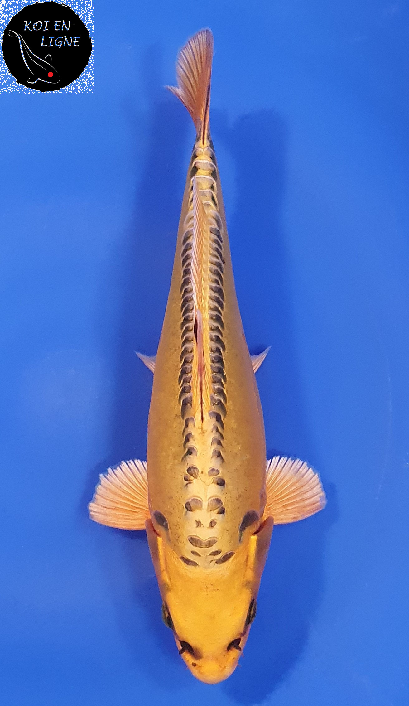Mizuho