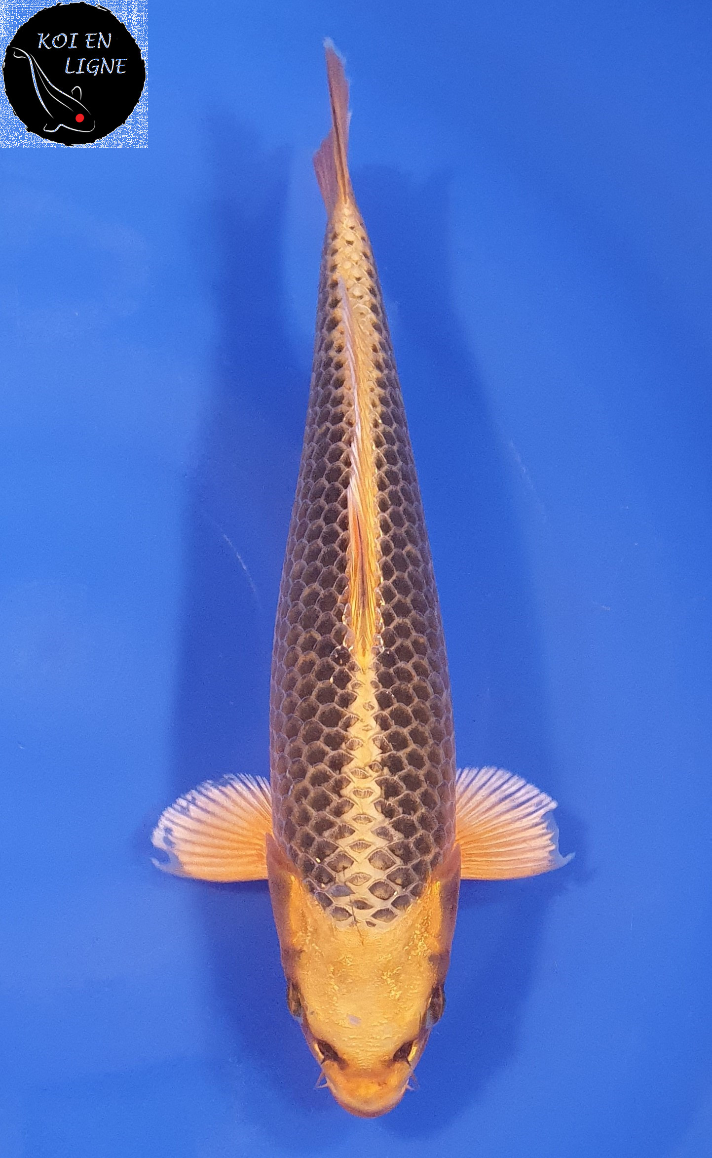 Kin Matsuba