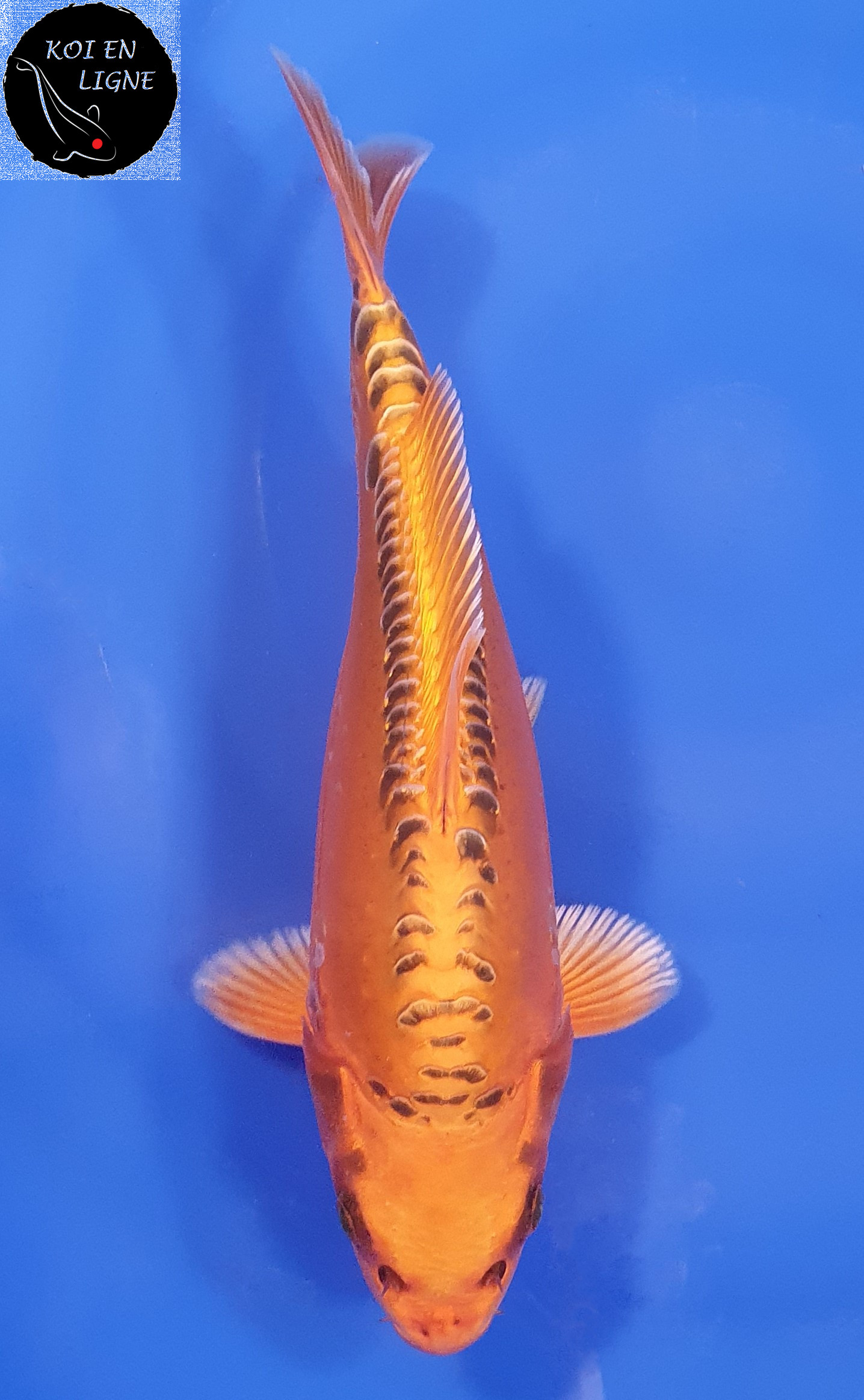 Mizuho