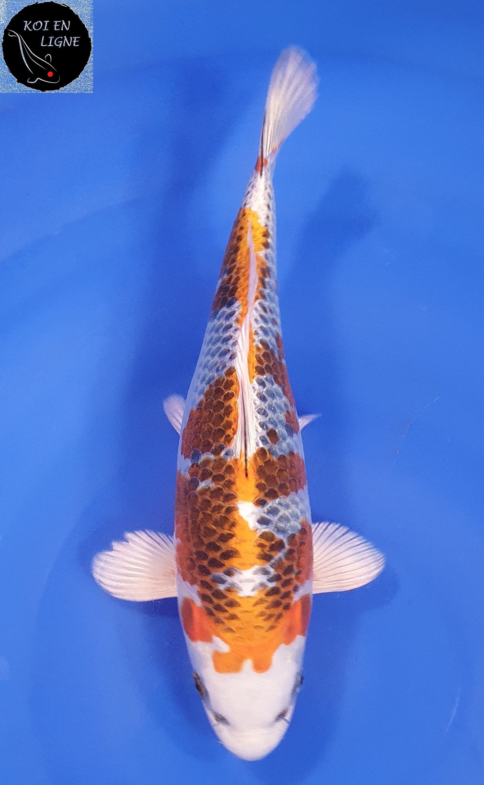 Kujaku