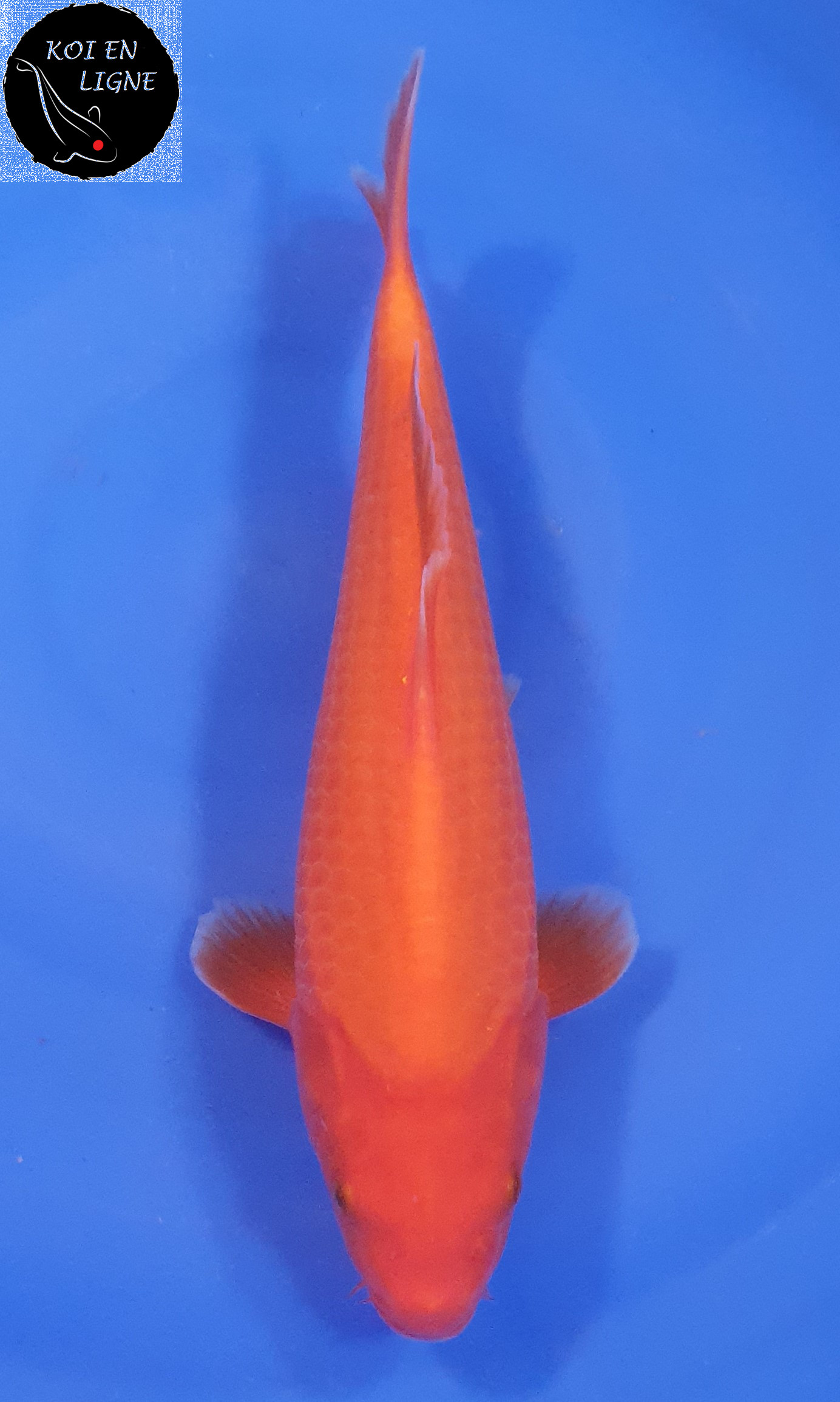 Benigoi