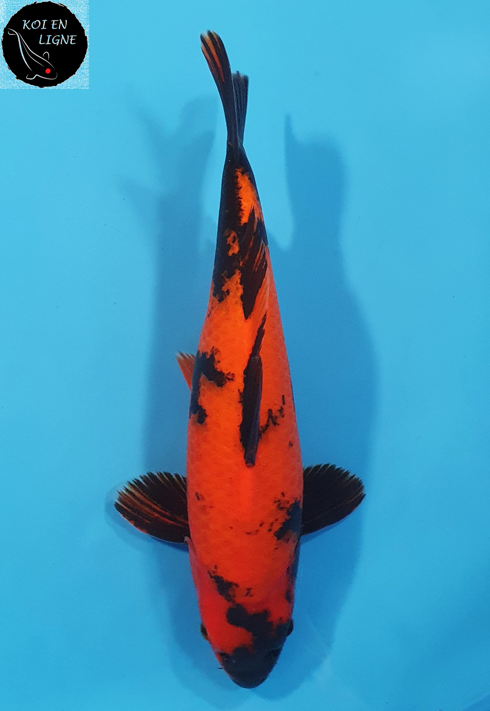 Hi Utsuri