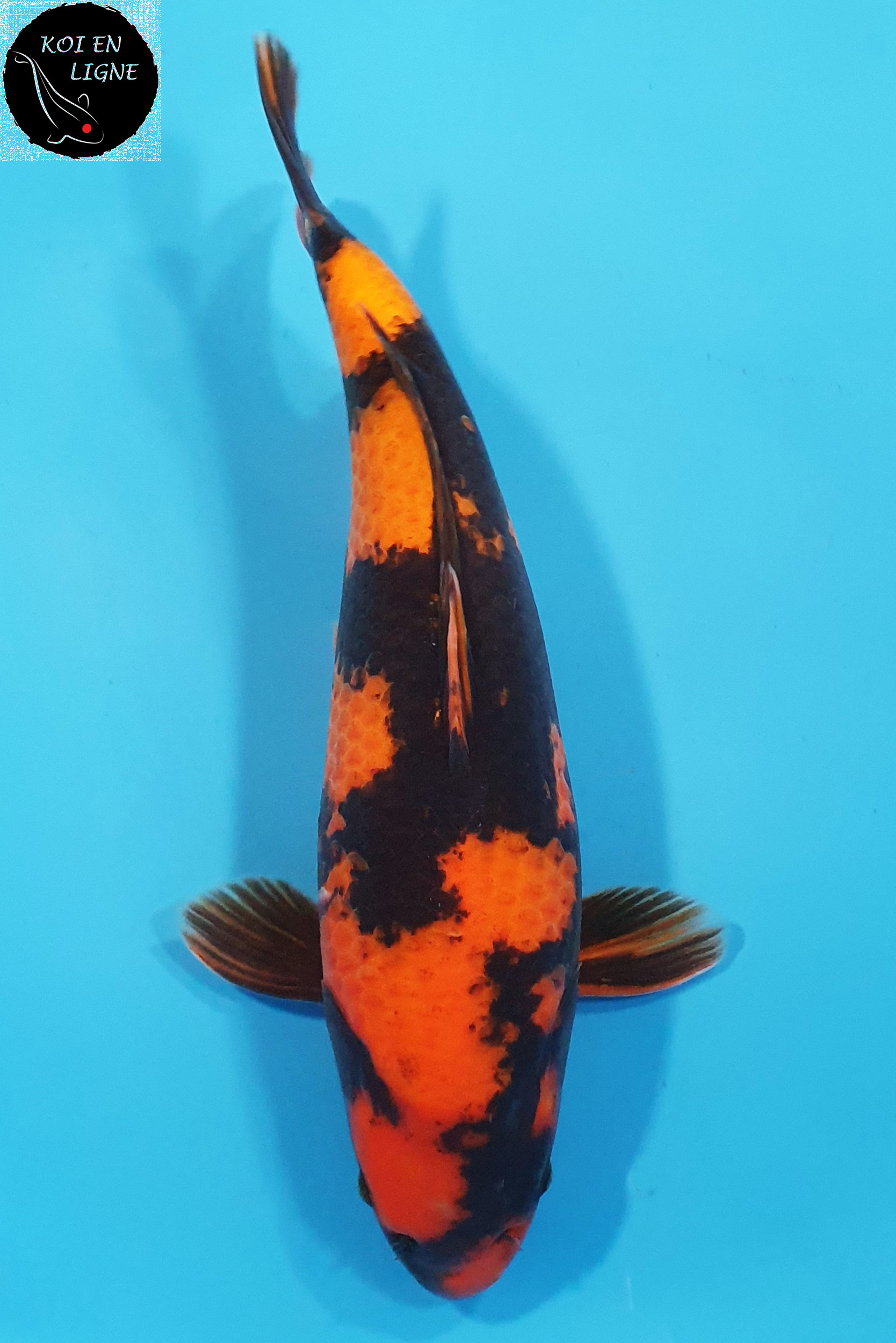 Hi Utsuri 